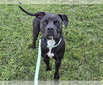 Small American Pit Bull Terrier Mix