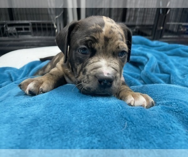 Medium Photo #162 American Bully Puppy For Sale in REESEVILLE, WI, USA