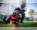 Small #7 German Shepherd Dog Mix