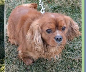 Father of the Cavalier King Charles Spaniel puppies born on 12/26/2024
