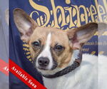 Small Italian Greyhound-Jack Russell Terrier Mix