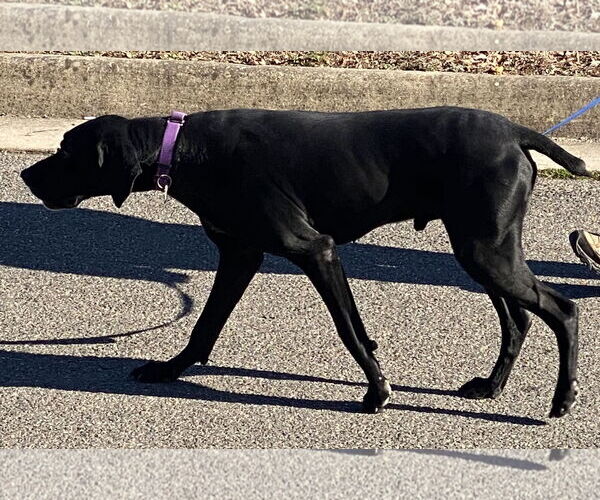 Medium Photo #12 German Shorthaired Pointer-Unknown Mix Puppy For Sale in Spotsylvania, VA, USA