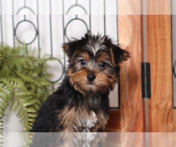 Medium Photo #2 Yorkshire Terrier Puppy For Sale in NAPLES, FL, USA