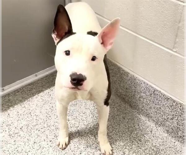 Medium Photo #1 Bull Terrier-Unknown Mix Puppy For Sale in Houston, TX, USA