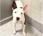 Small Bull Terrier Mix