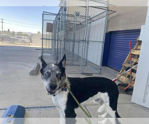 Medium Photo #1 Siberian Husky-Unknown Mix Puppy For Sale in Bakersfield, CA, USA