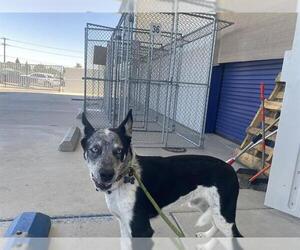Siberian Husky-Unknown Mix Dogs for adoption in Bakersfield, CA, USA