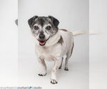 Small #2 Mutt