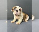 Puppy Buttercup English Bulldog