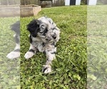 Small #3 Aussiedoodle Miniature 