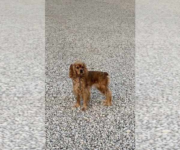 Medium Photo #1 Cockapoo (Miniature) Puppy For Sale in BLUE MOUNTAIN, MS, USA