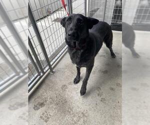 German Shepherd Dog Dogs for adoption in San Bernardino, CA, USA