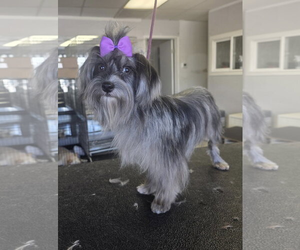 Medium Photo #2 Mal-Shi Puppy For Sale in Santa Clarita, CA, USA