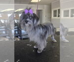 Small Photo #2 Mal-Shi Puppy For Sale in Santa Clarita, CA, USA