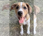 Small #1 Shepradors
