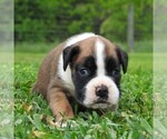 Small Photo #5 Boxer Puppy For Sale in MANHEIM, PA, USA