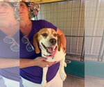 Small #1 Beagle Mix