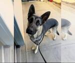 Small German Shepherd Dog
