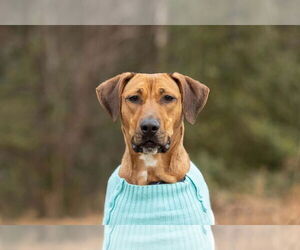 Laia - Female Labrador Retriever-Unknown Mix Dog for Adoption - Photo #2