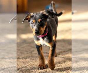 Blair - Female Doberman Pinscher-Unknown Mix Dog for Adoption - Photo #2