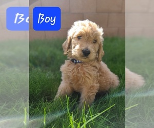 Goldendoodle Puppy for sale in VAIL, AZ, USA