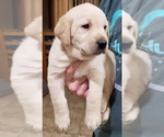 Small #69 Labrador Retriever
