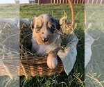 Small Photo #7 Australian Shepherd Puppy For Sale in BRASHEAR, MO, USA