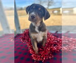 Small #3 Australian Shepherd Mix