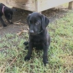 Small Photo #4 Labrador Retriever Puppy For Sale in COLLEGE STA, TX, USA