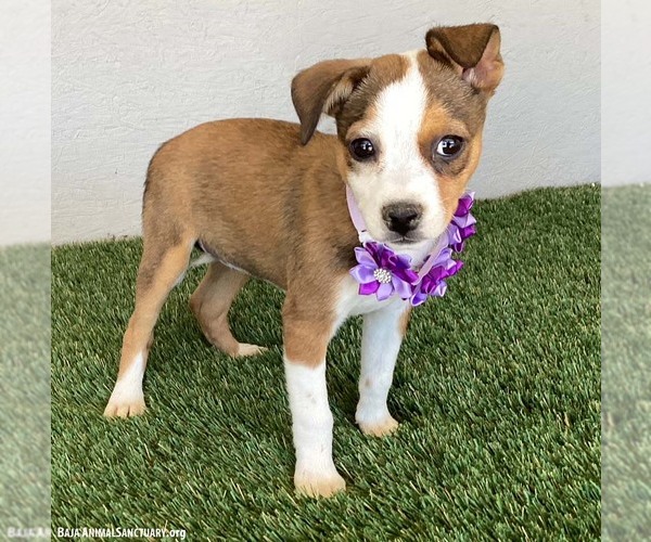 Medium Photo #3 Jug Puppy For Sale in San Diego, CA, USA