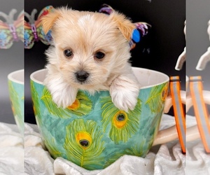Shorkie Tzu Puppy for sale in CASSVILLE, MO, USA