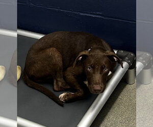 Labrador Retriever-Unknown Mix Dogs for adoption in Sterling, MA, USA