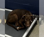 Small Labrador Retriever Mix