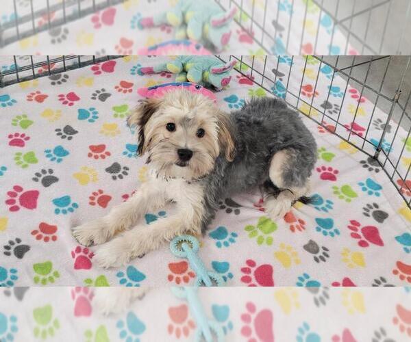 Medium Photo #2 Morkie Puppy For Sale in ORO VALLEY, AZ, USA