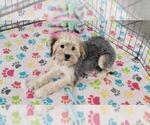Small #1 Morkie