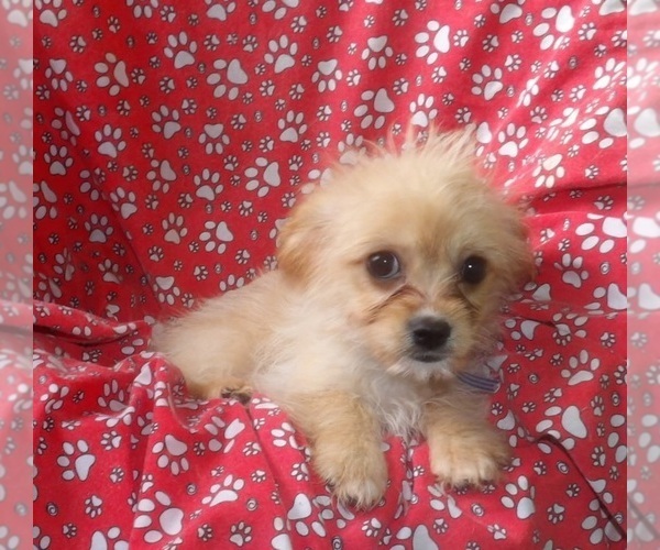 Medium Photo #1 Cavachon Puppy For Sale in PATERSON, NJ, USA