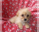 Small Cavachon
