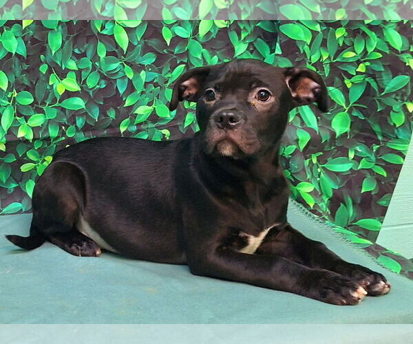 Medium Photo #2 Bulldog-Unknown Mix Puppy For Sale in Wetumpka, AL, USA