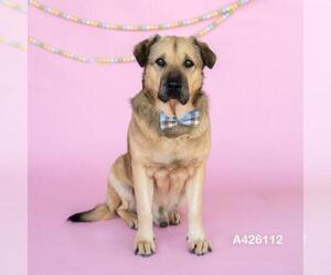 Labrador Retriever-Unknown Mix Dogs for adoption in Conroe, TX, USA
