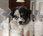Small #7 Australian Shepherd