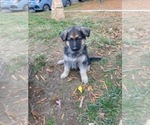 Small Photo #6 German Shepherd Dog Puppy For Sale in RIVERDALE, MD, USA