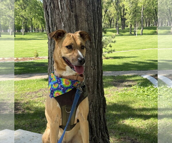 Medium Photo #34 Mutt Puppy For Sale in Fargo, ND, USA