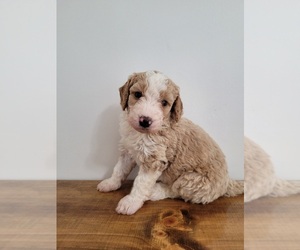 Bernedoodle (Miniature) Puppy for sale in LAKE CITY, FL, USA