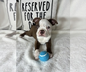 Boston Terrier Puppy for sale in GREENFIELD, IN, USA