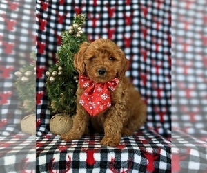 Goldendoodle (Miniature) Puppy for sale in KIRKWOOD, PA, USA