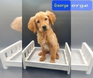 Golden Retriever Puppy for sale in GOSHEN, IN, USA