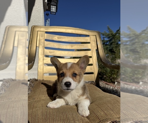 Medium Photo #1 Cardigan Welsh Corgi Puppy For Sale in VALLEY VILLAGE, CA, USA