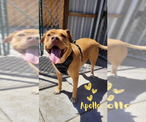 Apollo - Male American Staffordshire Terrier-Boxer Mix Dog for Adoption - Photo #10