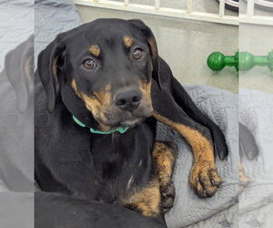Sitka~Fee sponsored! - Male Labrador Retriever-Unknown Mix Dog for Adoption - Photo #3
