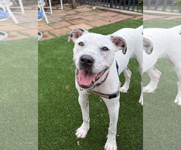 Medium Photo #4 Labrador Retriever-Unknown Mix Puppy For Sale in Royal Palm Beach, FL, USA